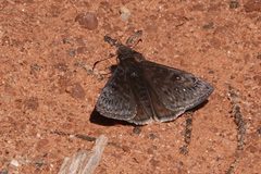 Erynnis meridianus 182339620 by ChrisMcV. Used under a CC0 license.