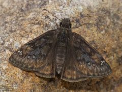 Erynnis meridianus 213349052 by John Rosford. Used under a CC BY 4.0 license.