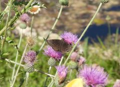 Erynnis meridianus 291516069 by bobnieman. Used under a CC BY 4.0 license.