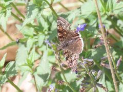 Erynnis meridianus 301645060 by Alina Martin. Used under a CC BY 4.0 license.