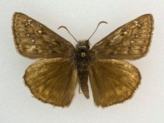 Erynnis meridianus 59636238 by Robb Hannawacker. Used under a CC0 license.