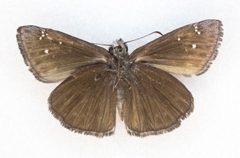 Erynnis meridianus 60035338 by Robb Hannawacker. Used under a CC0 license.