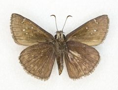 Erynnis meridianus 60798431 by Robb Hannawacker. Used under a CC0 license.