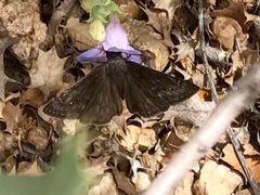 Erynnis meridianus 9932100 by CK Kelly. Used under a CC BY 4.0 license.