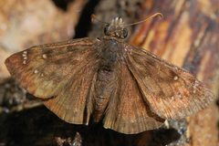 Erynnis pacuvius-1 by Eugene Zelenko. Used under a CC BY-SA 4.0 license.