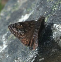 Erynnis pacuvius 133052898 by Robert Webster. Used under a CC BY-SA 4.0 license.