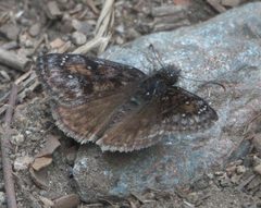 Erynnis pacuvius 133054823 by Robert Webster. Used under a CC BY-SA 4.0 license.