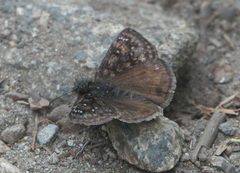 Erynnis pacuvius 133054830 by Robert Webster. Used under a CC BY-SA 4.0 license.