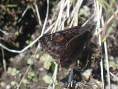 Erynnis pacuvius 285516827 by Shane Johnson. Used under a CC0 license.