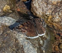 Erynnis pacuvius 304904252 by Logan J.L. Bradley. Used under a CC BY 4.0 license.