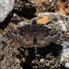 Erynnis pacuvius 8297953 by Ken-ichi Ueda. Used under a CC BY 4.0 license.