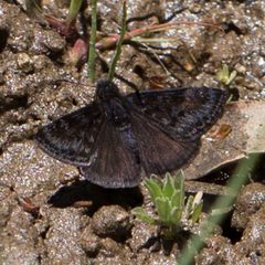 Erynnis pacuvius 8444667 by Ken-ichi Ueda. Used under a CC BY 4.0 license.
