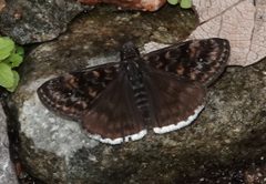 Erynnis pacuvius 87518861 by desertnaturalist. Used under a CC BY 4.0 license.