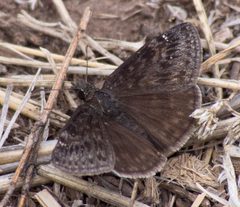 Erynnis persius 106870538 by Robb Hannawacker. Used under a CC0 license.
