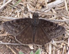Erynnis persius 106870545 by Robb Hannawacker. Used under a CC0 license.