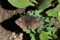 Erynnis persius 219820908 by jrcagle. Used under a CC BY 4.0 license.