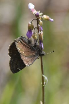 Erynnis persius 229757186 by Braden J. Judson. Used under a CC0 license.