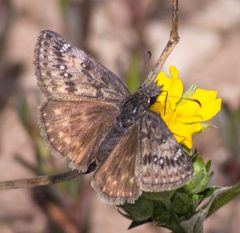 Erynnis persius 83184076 by Robb Hannawacker. Used under a CC0 license.