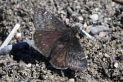 Persius Duskywing at Forget-me-not Pond by Qwexcxewq. Used under a CC BY 4.0 license.