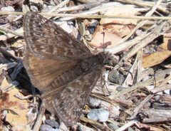 Erynnis propertius 4067251878 by iNaturalist.org (icosahedron) (icosahedron). Used under a CC BY 4.0 license.