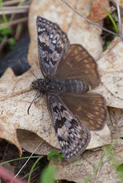 Erynnis propertius 4102566539 by iNaturalist.org (Dee Shea Himes) (Dee Shea Himes). Used under a CC BY 4.0 license.