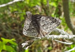 2016.05.19 - Erynnis telemachus - Flickr - andrey zharkikh by Andrey Zharkikh from Salt Lake City, USA. Used under a CC BY 2.0 license.