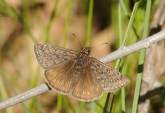 Erynnis telemachus 18290773 by Rolf Lawrenz. Used under a CC BY 4.0 license.