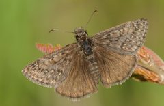 Erynnis telemachus 18290989 by Rolf Lawrenz. Used under a CC BY 4.0 license.