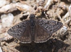 Erynnis telemachus 3799367 by Robb Hannawacker. Used under a CC0 license.
