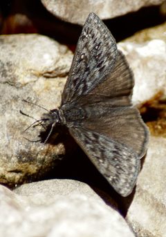 Erynnis telemachus 8326726 by psweet. Used under a CC BY-SA 4.0 license.