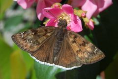 Erynnis tristis-1 by Eugene Zelenko. Used under a CC BY-SA 4.0 license.