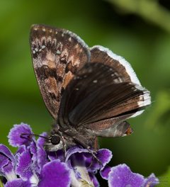 Erynnis tristis 244299221 by John Rosford. Used under a CC BY 4.0 license.