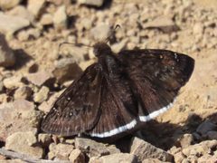 Erynnis tristis 270691416 by icosahedron. Used under a CC BY 4.0 license.