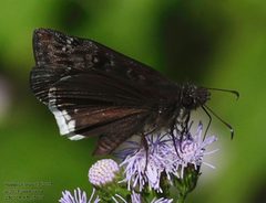 Erynnis tristis 340174567 by John Rosford. Used under a CC BY 4.0 license.