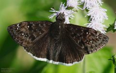 Erynnis tristis 340174576 by John Rosford. Used under a CC BY 4.0 license.