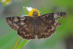 Erynnis zarucco 155038742 by dvollmar. Used under a CC BY 4.0 license.