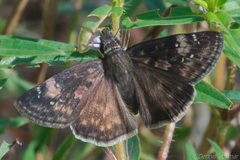 Erynnis zarucco 228006107 by dvollmar. Used under a CC BY 4.0 license.