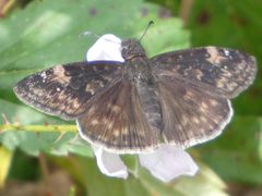 Erynnis zarucco 258993593 by kcthetc1. Used under a CC0 license.