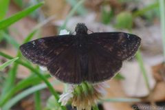 Erynnis zarucco 260068082 by dvollmar. Used under a CC BY 4.0 license.