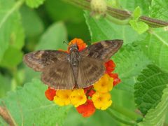 Gesta invisus by iNaturalist user: johnyochum. Used under a CC BY 4.0 license.