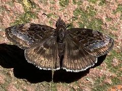 Gesta invisus 159635731 by Elliott Gordon. Used under a CC BY 4.0 license.