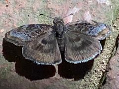 Gesta invisus 159635756 by Elliott Gordon. Used under a CC BY 4.0 license.