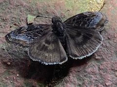 Gesta invisus 159635810 by Elliott Gordon. Used under a CC BY 4.0 license.