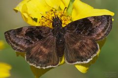 Gesta invisus 165779177 by John Rosford. Used under a CC BY 4.0 license.