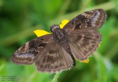 Gesta invisus 243002857 by John Rosford. Used under a CC BY 4.0 license.