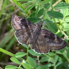 Gesta invisus 303513035 by Brigid Berger. Used under a CC BY 4.0 license.