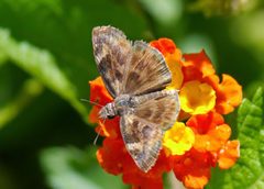 Gesta invisus 850094 by Matt Muir. Used under a CC BY 4.0 license.