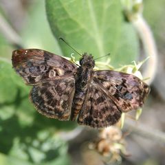 Gorgythion begga 206663249 by vinicius_s_domingues. Used under a CC BY-SA 4.0 license.