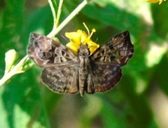 Gorgythion begga 5273454 by Francisco Farriols Sarabia. Used under a CC BY 4.0 license.