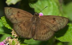 Grais stigmaticus 207515201 by John Rosford. Used under a CC BY 4.0 license.